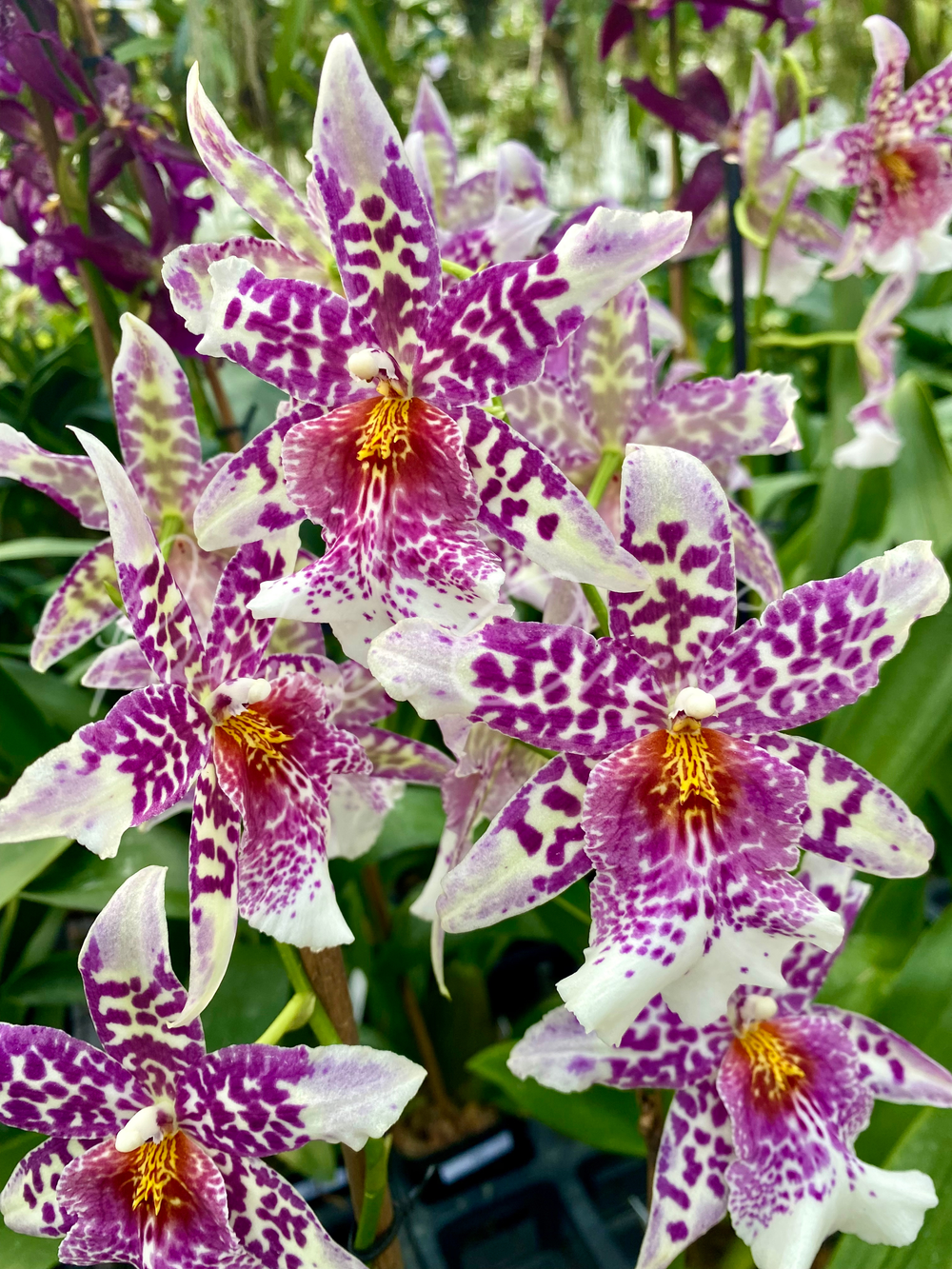 Shk. Big Shot 'Pink Leopard' — Palmer Orchids